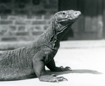En Komodo-drage i London Zoo i august 1928 (s/h-billede) af Frederick William Bond