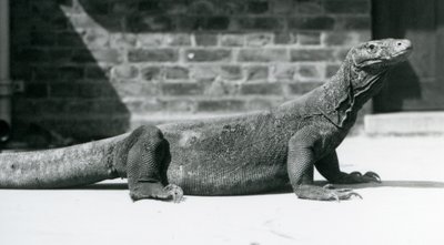 En Komodo-drage i London Zoo i august 1928 (s/h-billede) af Frederick William Bond