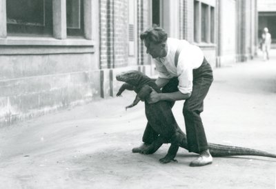 En Komodo-drage holdes op på bagbenene af en målmand i London Zoo i august 1928 (s/h-foto) af Frederick William Bond