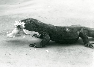 En Komodo-drage spiser en kylling, London Zoo af Frederick William Bond
