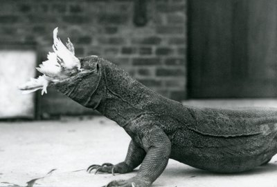 En Komodo-drage spiser en kylling i London Zoo august 1928 (s/h-billede) af Frederick William Bond