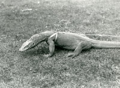 En Komodo-drage ude at gå en tur på en græsplæne, iført sele og snor (s/h-billede) af Frederick William Bond