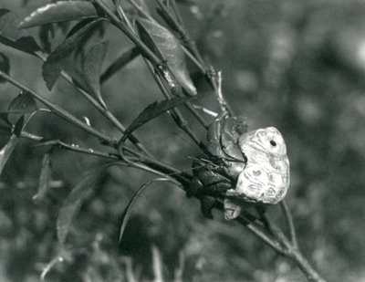 En landermitkrebs, der klatrer på en lille gren, London Zoo af Frederick William Bond