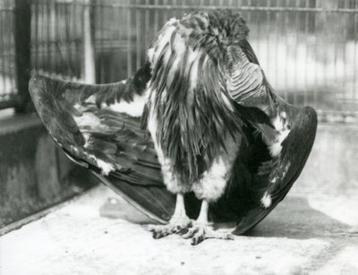 En grib med lappetæppe står på gulvet i sit indhegning og pudser sine vingefjer, London Zoo af Frederick William Bond