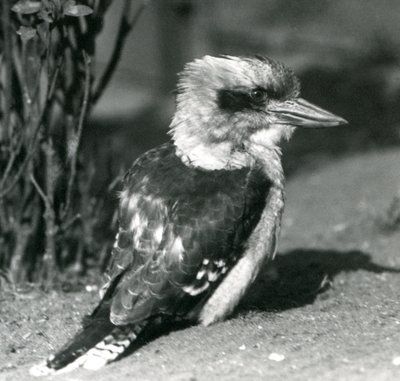 A Laughing Kookaburra i London Zoo i april 1925 af Frederick William Bond