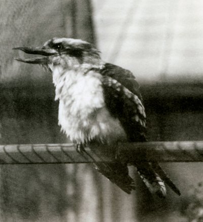 A Laughing Kookaburra i London Zoo i oktober 1924 af Frederick William Bond