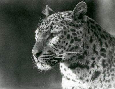 En leopard i London Zoo i 1930 (s/h-billede) af Frederick William Bond