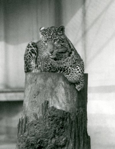 En leopard liggende på toppen af en træstub, London Zoo af Frederick William Bond
