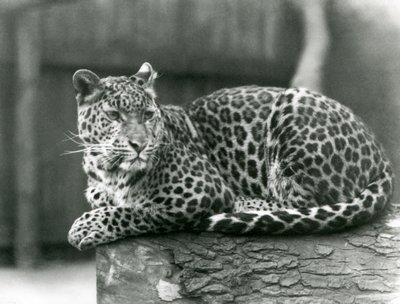 En leopard hviler på en bjælke i London Zoo i 1929 (s/h-billede) af Frederick William Bond