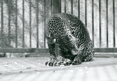 En leopard, der sidder i sit indhegning og plejer sit ben, London Zoo, 1927 af Frederick William Bond