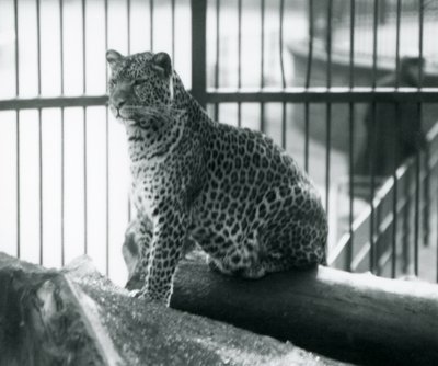 En leopard siddende på en bjælke i dens indhegning i London Zoo, september 1925 af Frederick William Bond