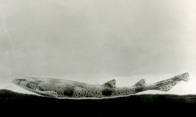 En mindre plettet hundehat i London Zoo i 1924 af Frederick William Bond
