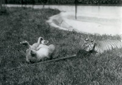 En løve- og tigerunge leger med en moppe på græsset ved en pool, London Zoo, september 1925 af Frederick William Bond
