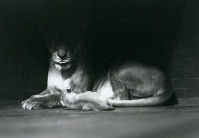 En løveunge ligger ned med sin mor i skyggen af bagsiden af deres indhegning, London Zoo, oktober 1925 af Frederick William Bond