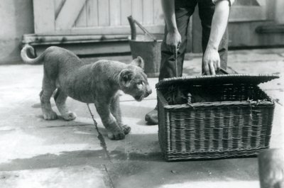 En løveunge ser på en tigerunge i en flettet kurv, som en vogter åbner, London Zoo, september 1925 af Frederick William Bond