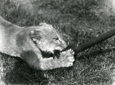 En løveunge leger med en moppe, holdt af sin vogter, på græsset foran sin hule, London Zoo, september 1925 af Frederick William Bond
