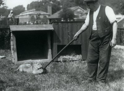 En løveunge leger med en moppe, holdt af sin vogter, på græsset foran sin hule, London Zoo, september 1925 af Frederick William Bond