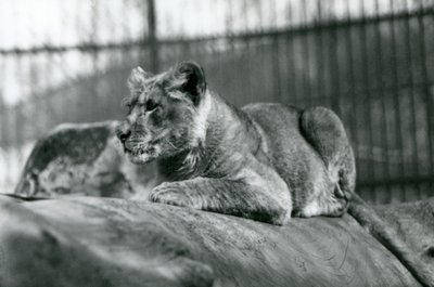 En løveunge, der var blevet født i menageriet i juli 1923, London Zoo, juli 1924 af Frederick William Bond