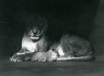 En løvinde og unge, der ligger i skyggen af bagsiden af deres indhegning, London Zoo, oktober 1925 af Frederick William Bond