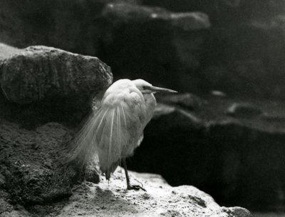 En lille egret hviler blandt klipper i London Zoo i 1930 (s/h-billede) af Frederick William Bond