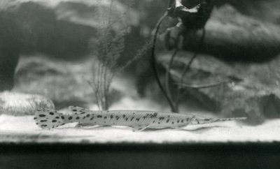 A Longnose gar, eller Needlenose gar, London Zoo, 1924 af Frederick William Bond