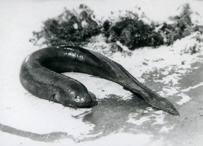 En lungefisk hviler ude af vandet i London Zoo i september 1928 af Frederick William Bond
