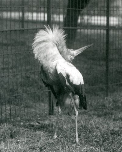 En Maguari-stork, der udfører op-ned-visningen, London Zoo, juli 1925 af Frederick William Bond