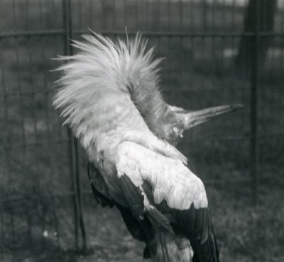 En Maguari-stork, der udfører op-ned-visningen, London Zoo, juli 1925 af Frederick William Bond