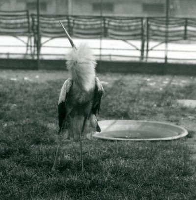 En Maguari-stork udfører op- og nedadgående opvisning, mens den står på græs ved siden af et lille betonbassin, London Zoo, juli 1925 (s/h-foto) af Frederick William Bond