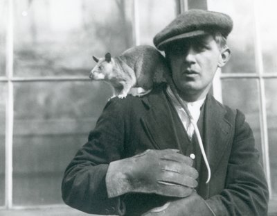 En madagaskisk kæmperotte sidder på skulderen af sin vogter, London Zoo af Frederick William Bond