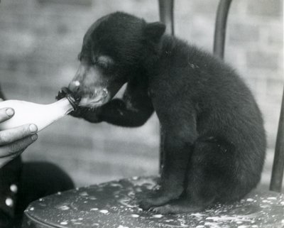 En malaysisk eller solbjørnunge, der sidder på en stol, mens den bliver fodret med flaske af sin dyrepasser i London Zoo, 1920