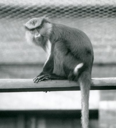 En Mona-abe, der sidder på en vandret pæl i sin indhegning i London Zoo i september 1925 af Frederick William Bond
