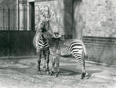 En bjergzebra og hendes føl i London Zoo i 1929 (s/h foto) af Frederick William Bond