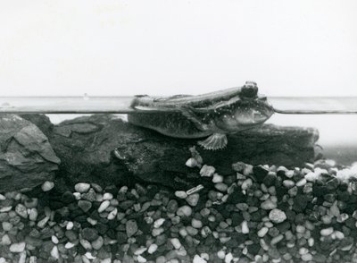En mudderskipper, hvilende på nedsænkede klipper, med øjnene over vandet, London Zoo af Frederick William Bond