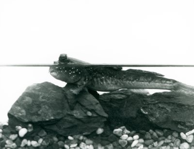En mudderskipper, hvilende på nedsænkede klipper, med øjnene over vandet, London Zoo af Frederick William Bond