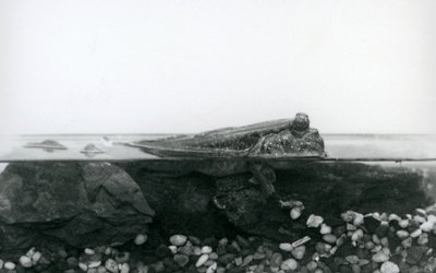 En mudderskipper, hvilende på neddykkede klipper, med den øverste halvdel af kroppen over vandet, London Zoo af Frederick William Bond