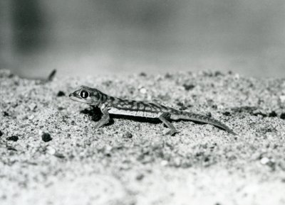 En Namib-sandgecko/webfodsgecko stående på sand, London Zoo, september 1928 (s/h foto) af Frederick William Bond