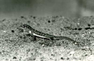 En Namib-sandgekko/webfodet gekko stående på sand, London Zoo, september 1928 (s/h-billede) af Frederick William Bond