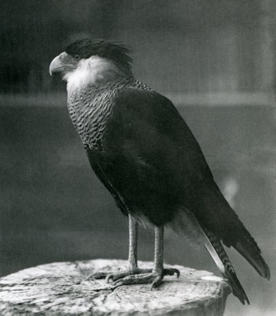 En Northern Crested Caracara i London Zoo, før 1930 af Frederick William Bond