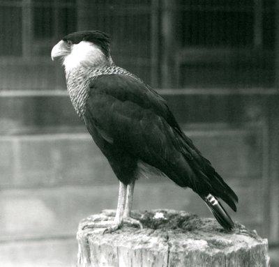 En Northern Crested Caracara stående på en træstamme i London Zoo, september 1925 af Frederick William Bond
