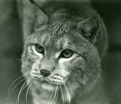 A Northern Lynx, London Zoo, februar 1925 af Frederick William Bond