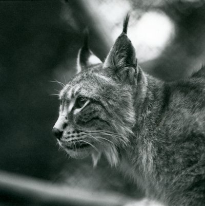 A Northern Lynx i London Zoo, juli 1925 af Frederick William Bond