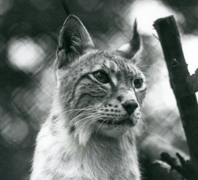 A Northern Lynx i London Zoo, juli 1925 af Frederick William Bond