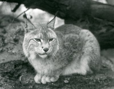 En nordlig los sidder på en sten, London Zoo, oktober 1925 af Frederick William Bond