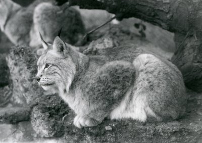 En Northern Lynx sidder på en klippe, London Zoo, oktober 1925 af Frederick William Bond