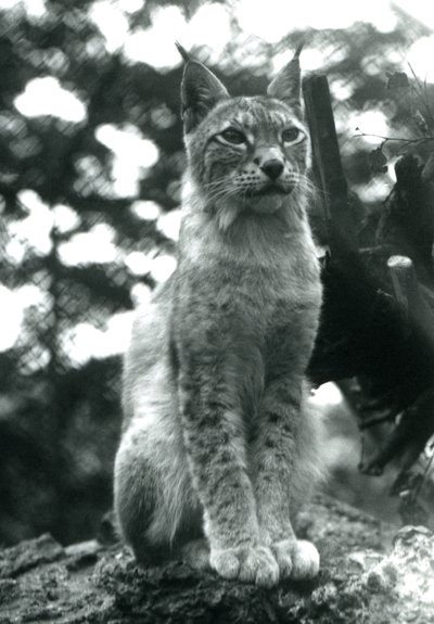 En Northern Lynx sidder oppe i London Zoo, juli 1925 af Frederick William Bond