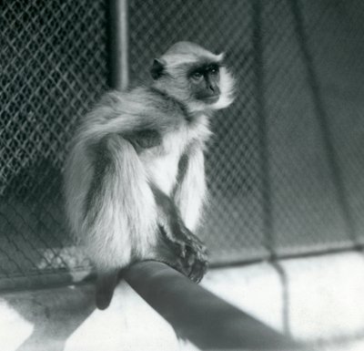 En Northern Plains Grey Langur sidder på en siddepinde i sin indhegning i London Zoo i 1928 (s/h foto) af Frederick William Bond