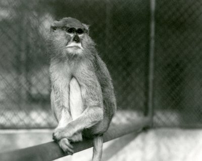 En Patas/Wadi/Hussar Monkey sidder på en gren i London Zoo i 1928 (s/h foto) af Frederick William Bond