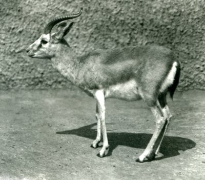 En persisk gazelle i London Zoo i juni 1925 af Frederick William Bond