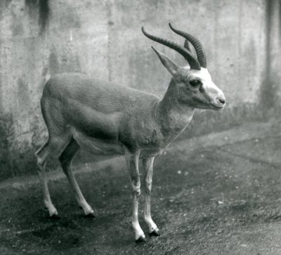 En persisk, struma- eller sorthalegazelle i London Zoo, august 1927 af Frederick William Bond